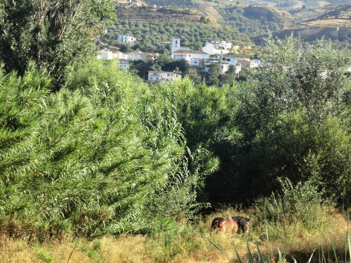 Hostal Y Apartamento Rural Los Naranjos Melegis Kamer foto